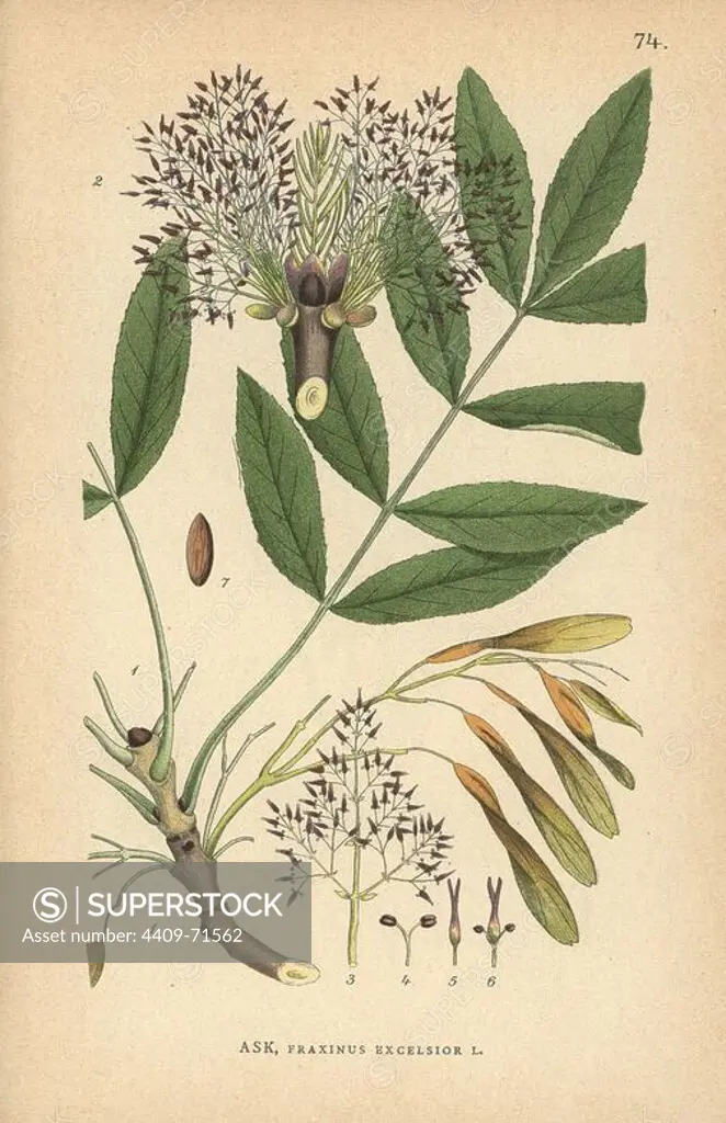 Common ash, Fraxinus excelsior. Chromolithograph from Carl Lindman's "Bilder ur Nordens Flora" (Pictures of Northern Flora), Stockholm, Wahlström & Widstrand, 1905. Lindman (1856-1928) was Professor of Botany at the Swedish Museum of Natural History (Naturhistoriska Riksmuseet). The chromolithographs were based on Johan Wilhelm Palmstruch's "Svensk botanik" (1802-1843).