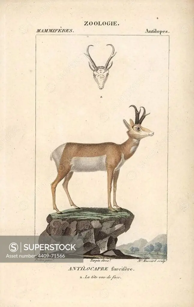 Pronghorn, Antilocapra americana. Handcoloured copperplate stipple engraving from Frederic Cuvier's "Dictionary of Natural Science: Mammals," Paris, France, 1816. Illustration by J. G. Pretre, engraved by Madame Massard, directed by Pierre Jean-Francois Turpin, and published by F.G. Levrault. Jean Gabriel Pretre (1780~1845) was painter of natural history at Empress Josephine's zoo and later became artist to the Museum of Natural History. Turpin (1775-1840) is considered one of the greatest French botanical illustrators of the 19th century.