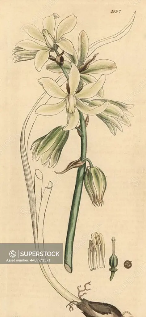 Drooping star of Bethlehem, Ornithogalum nutans. Handcoloured copperplate engraving from a drawing by James Sowerby for Smith's "English Botany," London, 1803. Sowerby was a tireless illustrator of natural history books and illustrated books on botany, mycology, conchology and geology.