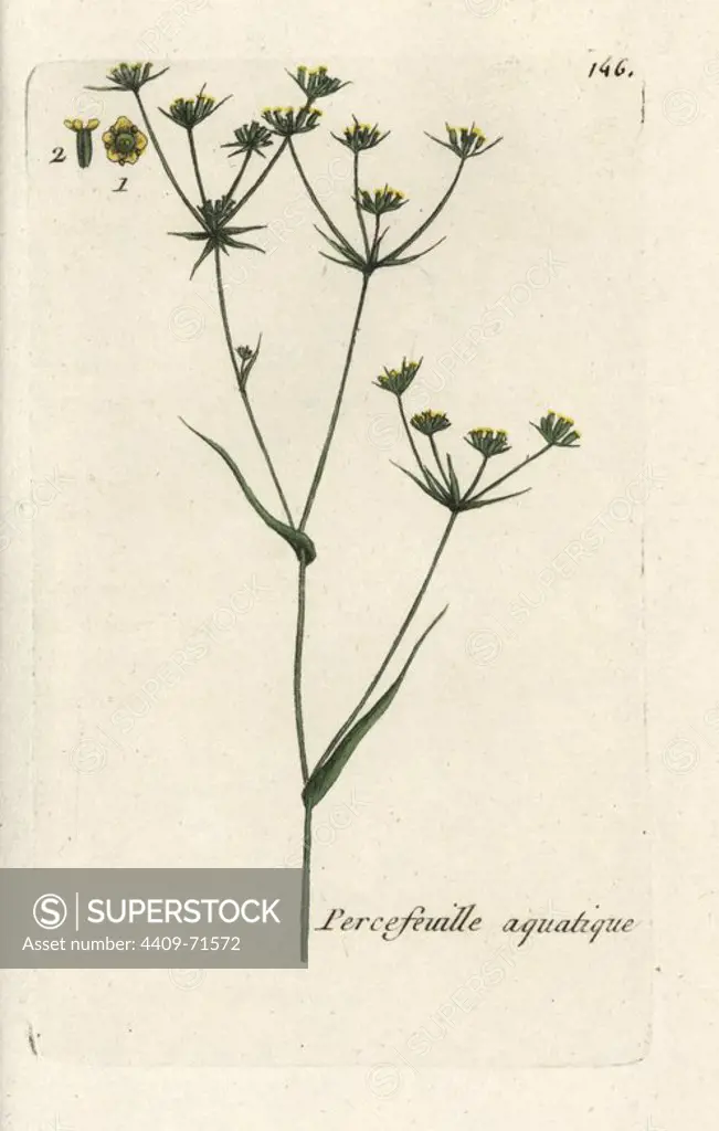 Hare's ear, Bupleurum rotundifolium junceum. Handcoloured botanical drawn and engraved by Pierre Bulliard from his own "Flora Parisiensis," 1776, Paris, P. F. Didot. Pierre Bulliard (1752-1793) was a famous French botanist who pioneered the three-colour-plate printing technique. His introduction to the flowers of Paris included 640 plants.