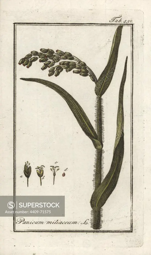 Proso millet, Panicum miliaceum. Handcoloured copperplate botanical engraving from Johannes Zorn's "Afbeelding der Artseny-Gewassen," Jan Christiaan Sepp, Amsterdam, 1796. Zorn first published his illustrated medical botany in Nurnberg in 1780 with 500 plates, and a Dutch edition followed in 1796 published by J.C. Sepp with an additional 100 plates. Zorn (1739-1799) was a German pharmacist and botanist who collected medical plants from all over Europe for his "Icones plantarum medicinalium" for apothecaries and doctors.
