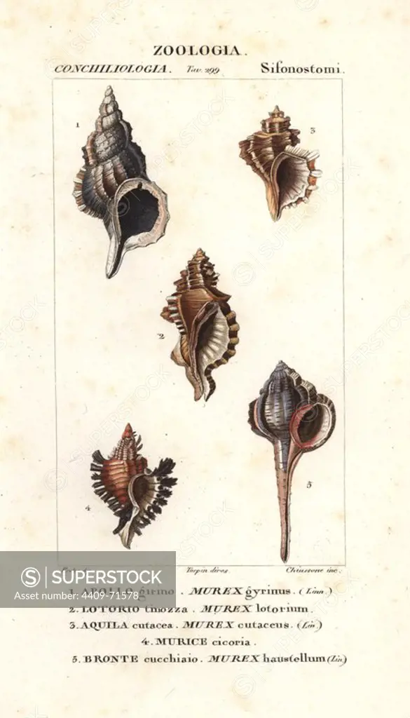 Murex gyrinus, Murex lotorium, Murex cutaceus, Murice cicoria and Haustellum rock snails. Handcoloured copperplate stipple engraving from Jussieu's "Dictionary of Natural Science," Florence, Italy, 1837. Illustration by J. G. Pretre, engraved by Chiussone, directed by Pierre Jean-Francois Turpin, and published by Batelli e Figli. Jean Gabriel Pretre (1780~1845) was painter of natural history at Empress Josephine's zoo and later became artist to the Museum of Natural History.