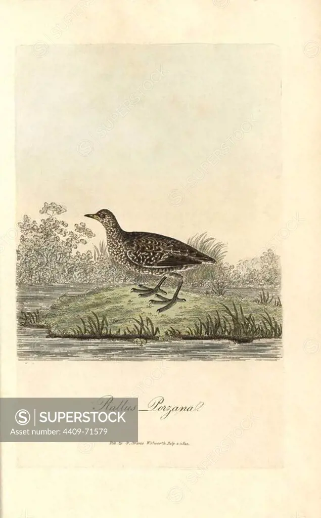 Spotted crake, Porzana porzana. Handcoloured copperplate drawn and engraved by George Graves from his own "British Ornithology," Walworth, 1812. Graves was a bookseller, publisher, artist, engraver and colorist and worked on botanical and ornithological books.