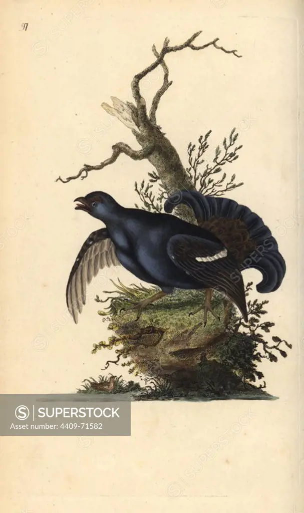 Black grouse, Tetrao tetrix. Handcoloured copperplate drawn and engraved by Edward Donovan from his own "Natural History of British Birds," London, 1794-1819. Edward Donovan (1768-1837) was an Anglo-Irish amateur zoologist, writer, artist and engraver. He wrote and illustrated a series of volumes on birds, fish, shells and insects, opened his own museum of natural history in London, but later he fell on hard times and died penniless.