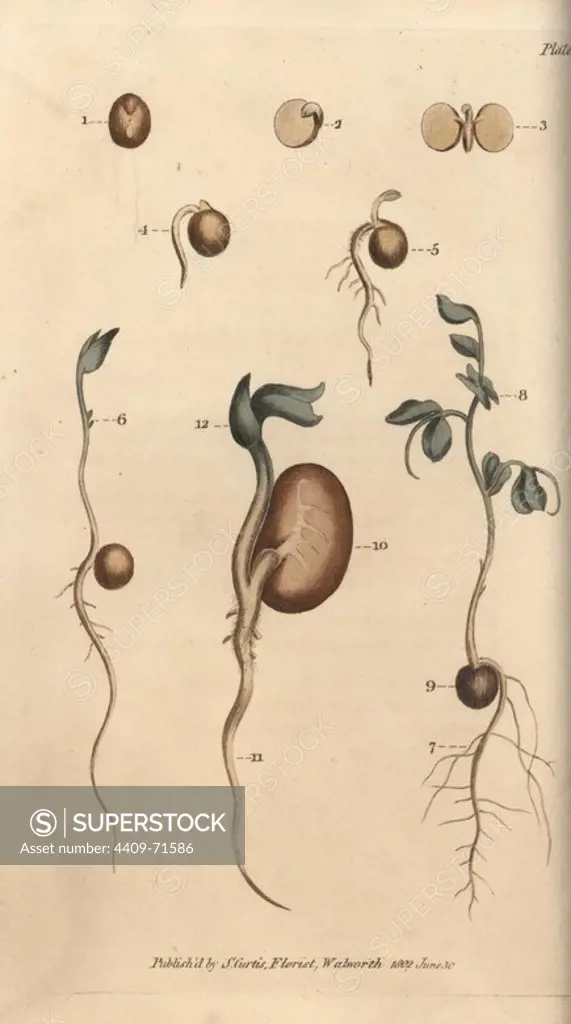 Germinating seeds of the pea Pisum sativum and bean Phaseolus vulgaris. Handcoloured copperplate engraving of a botanical illustration by Sydenham Edwards for William Curtis's "Lectures on Botany, as delivered in the Botanic Garden at Lambeth," 1805. Edwards (1768-1819) was the artist of thousands of botanical plates for Curtis' "Botanical Magazine" and his own "Botanical Register.".
