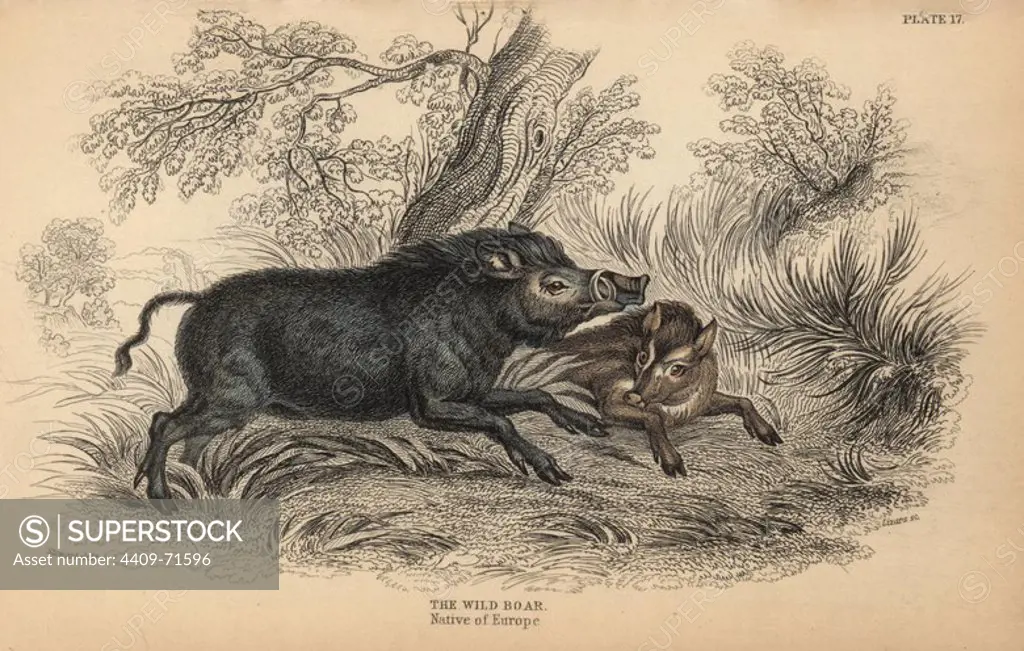 Wild boar, Sus scrofa. Handcoloured engraving on steel by William Lizars from a drawing by James Stewart from Sir William Jardine's "Naturalist's Library: Mammalia, Pachydermes or Thick-Skinned Quadrupeds" published by W. H. Lizars, Edinburgh, 1836.