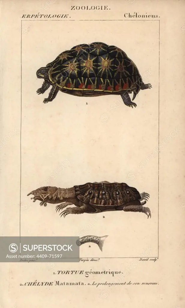 Endangered geometric tortoise, tortue geometrique, Psammobates geometricus, and mata mata turtle, chelyde matamata, Chelus fimbriatus. Handcoloured copperplate stipple engraving from Jussieu's "Dictionnaire des Sciences Naturelles" 1816-1830. The volumes on fish and reptiles were edited by Hippolyte Cloquet, natural historian and doctor of medicine. Illustration by J.G. Pretre, engraved by David, directed by Turpin, and published by F. G. Levrault. Jean Gabriel Pretre (1780~1845) was painter of natural history at Empress Josephine's zoo and later became artist to the Museum of Natural History.