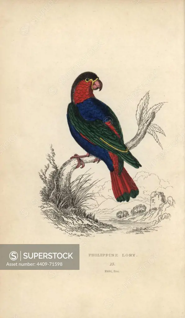 Black capped lory, Lorius lory. Philippine lory, Psittacus melanotus. Hand-coloured steel engraving by Joseph Kidd (after John Audubon) from Sir Thomas Dick Lauder and Captain Thomas Brown's "Miscellany of Natural History: Parrots," Edinburgh, 1833. The Miscellany was intended to be a multi-volume series, but was brought to an abrupt halt after only the second volume on cats when John Audubon complained about the unauthorized use of his illustrations.
