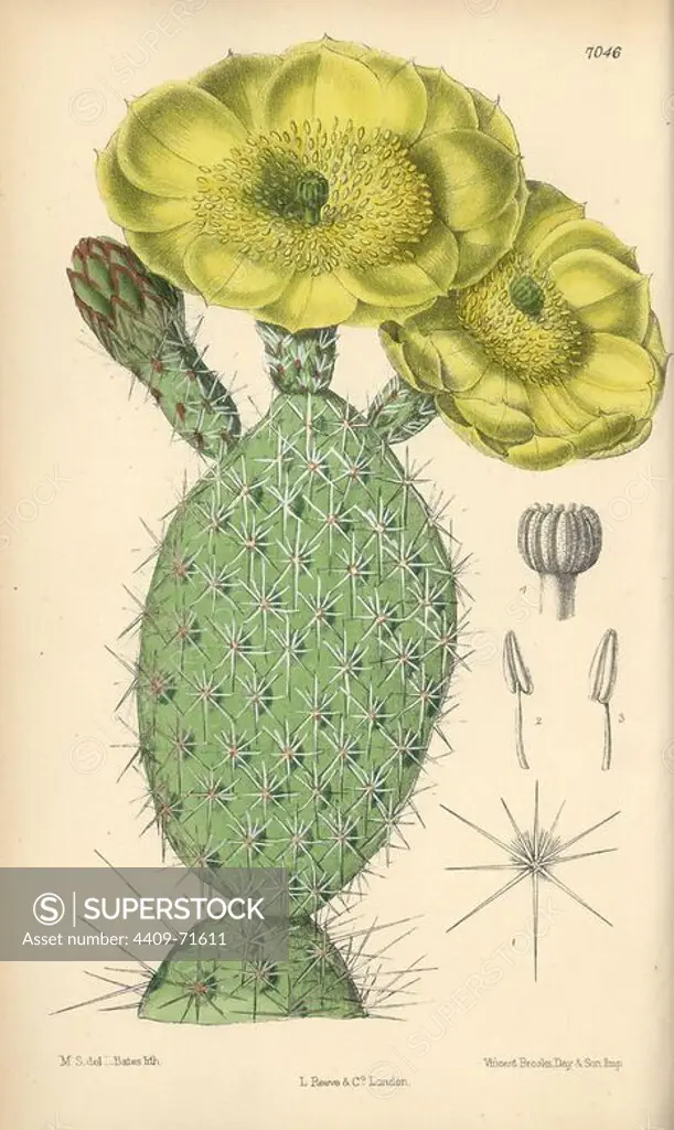 Opuntia polyacantha, yellow cactus native to the USA. Hand-coloured botanical illustration drawn by Matilda Smith and lithographed by J.N. Fitch from Joseph Dalton Hooker's "Curtis's Botanical Magazine," 1889, L. Reeve & Co. A second-cousin and pupil of Sir Joseph Dalton Hooker, Matilda Smith (1854-1926) was the main artist for the Botanical Magazine from 1887 until 1920 and contributed 2,300 illustrations.