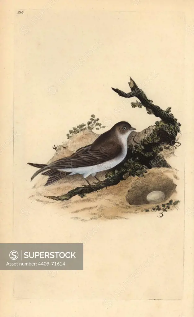 Sand martin, Riparia riparia, with nest and egg. Handcoloured copperplate drawn and engraved by Edward Donovan from his own "Natural History of British Birds" (1794-1819). Edward Donovan (1768-1837) was an Anglo-Irish amateur zoologist, writer, artist and engraver. He wrote and illustrated a series of volumes on birds, fish, shells and insects, opened his own museum of natural history in London, but later he fell on hard times and died penniless.