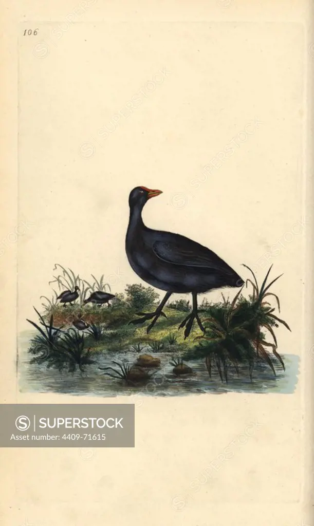 Common coot, Fulica atra. Handcoloured copperplate drawn and engraved by Edward Donovan from his own "Natural History of British Birds," London, 1794-1819. Edward Donovan (1768-1837) was an Anglo-Irish amateur zoologist, writer, artist and engraver. He wrote and illustrated a series of volumes on birds, fish, shells and insects, opened his own museum of natural history in London, but later he fell on hard times and died penniless.