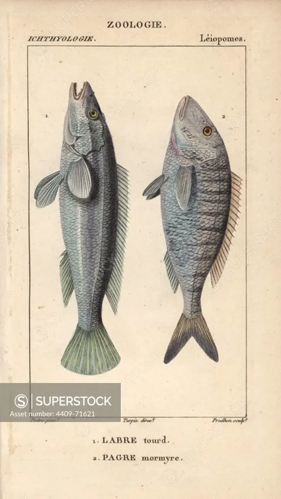 Sesura, labre tourd, Labrus viridis, and seabream, pagre, mormyre, Pagrus pagrus. Handcoloured copperplate stipple engraving from Jussieu's "Dictionnaire des Sciences Naturelles" 1816-1830. The volumes on fish and reptiles were edited by Hippolyte Cloquet, natural historian and doctor of medicine. Illustration by J.G. Pretre, engraved by Massard, directed by Turpin, and published by F. G. Levrault. Jean Gabriel Pretre (1780~1845) was painter of natural history at Empress Josephine's zoo and later became artist to the Museum of Natural History.