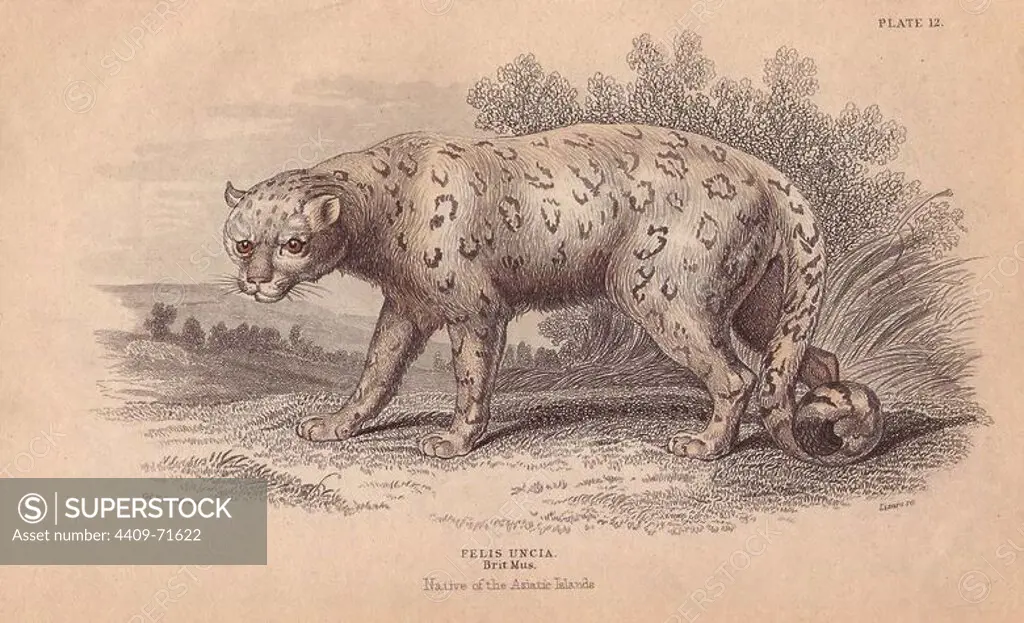 Snow leopard, Uncia uncia or Panthera uncia. Endangered. Drawn from a living specimen in the Tower of London, and a stuffed specimen in the British Museum. Handcoloured engraving on steel by William Lizars after an illustration by Colonel Charles Hamilton Smith from Sir William Jardine's "Naturalist's Library: Mammals," Edinburgh, 1834.