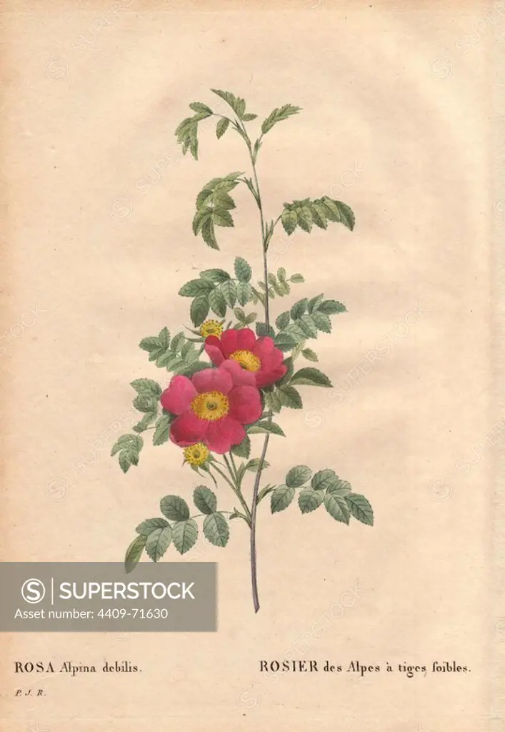Decumbent alpine rose with crimson and yellow flowers (Rosa alpina debilis).. Rosier des Alpes à tiges foibles was grown from a chance sowing (R. pendulina variety) in the garden of Monsieur Vilmorin, France, before 1820.. Hand-colored, octavo-size stipple copperplate engraving from Pierre Joseph Redoute's "Les Roses" 1828.