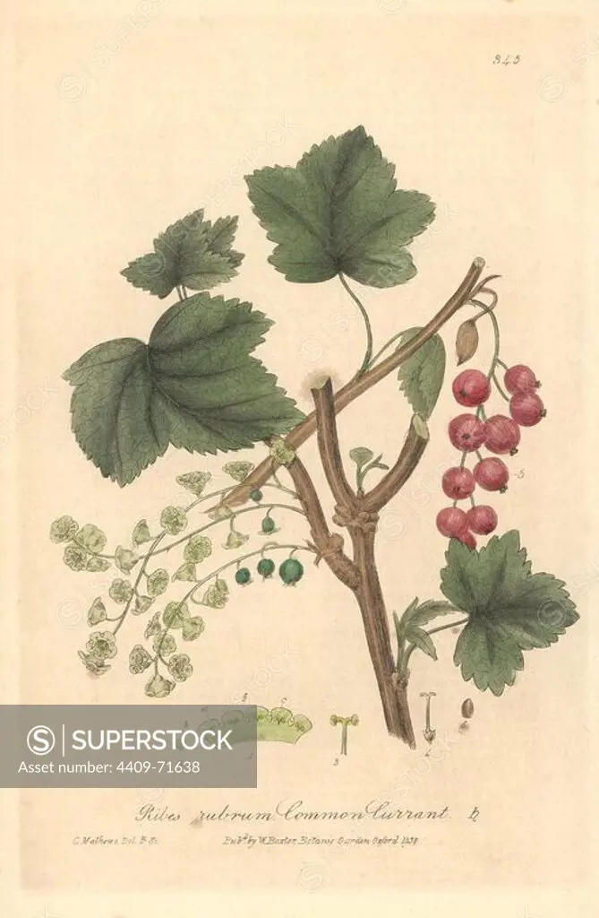 Common red currant, Ribes rubrum. Handcoloured copperplate drawn and engraved by Charles Mathews from William Baxter's "British Phaenogamous Botany," Oxford, 1839. Scotsman William Baxter (1788-1871) was the curator of the Oxford Botanic Garden from 1813 to 1854.