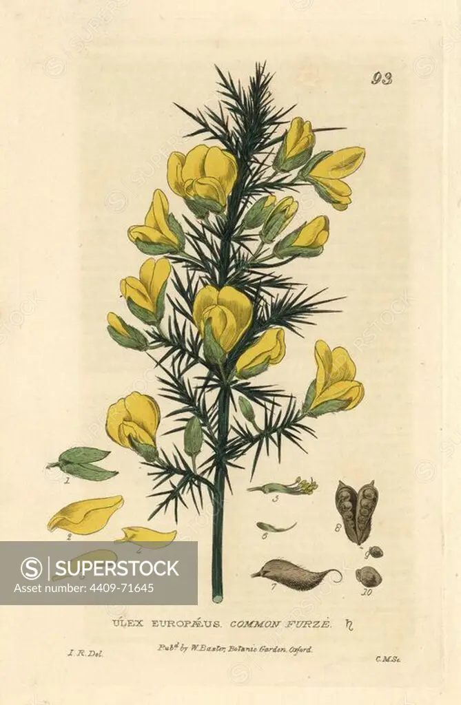 Common furze, Ulex europaeus. Handcoloured copperplate engraving by Charles Mathews of a drawing by Isaac Russell from William Baxter's "British Phaenogamous Botany" 1834. Scotsman William Baxter (1788-1871) was the curator of the Oxford Botanic Garden from 1813 to 1854.