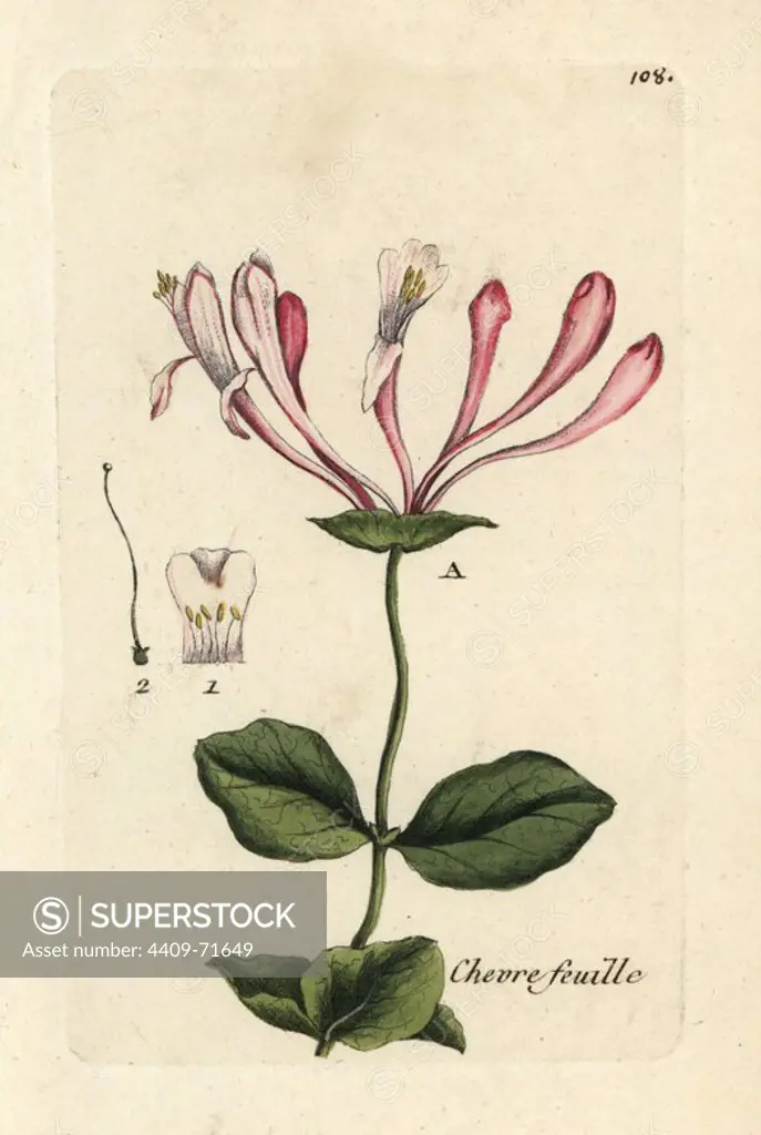 Common honeysuckle, Lonicera periclymenum. Handcoloured botanical drawn and engraved by Pierre Bulliard from his own "Flora Parisiensis," 1776, Paris, P.F. Didot. Pierre Bulliard (1752-1793) was a famous French botanist who pioneered the three-colour-plate printing technique. His introduction to the flowers of Paris included 640 plants.