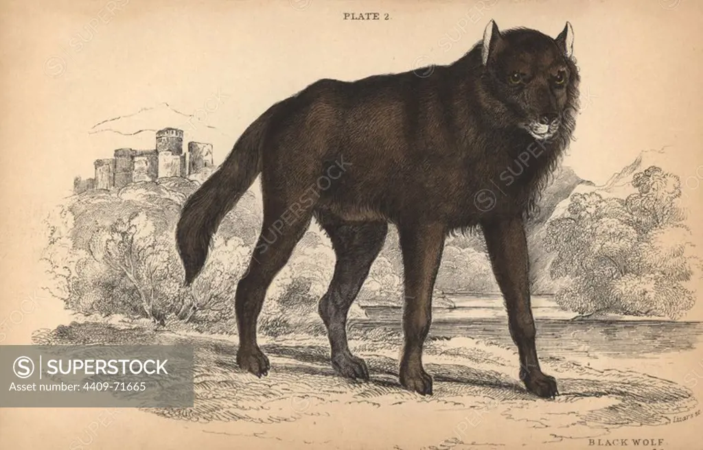 Black wolf, Canis lupus. Melanistic colour variant of the grey wolf caused by wolf-dog hybridisation. Handcoloured engraving on steel by William Lizars from a drawing by Colonel Charles Hamilton Smith from Sir William Jardine's "Naturalist's Library: Dogs" published by W. H. Lizars, Edinburgh, 1839.