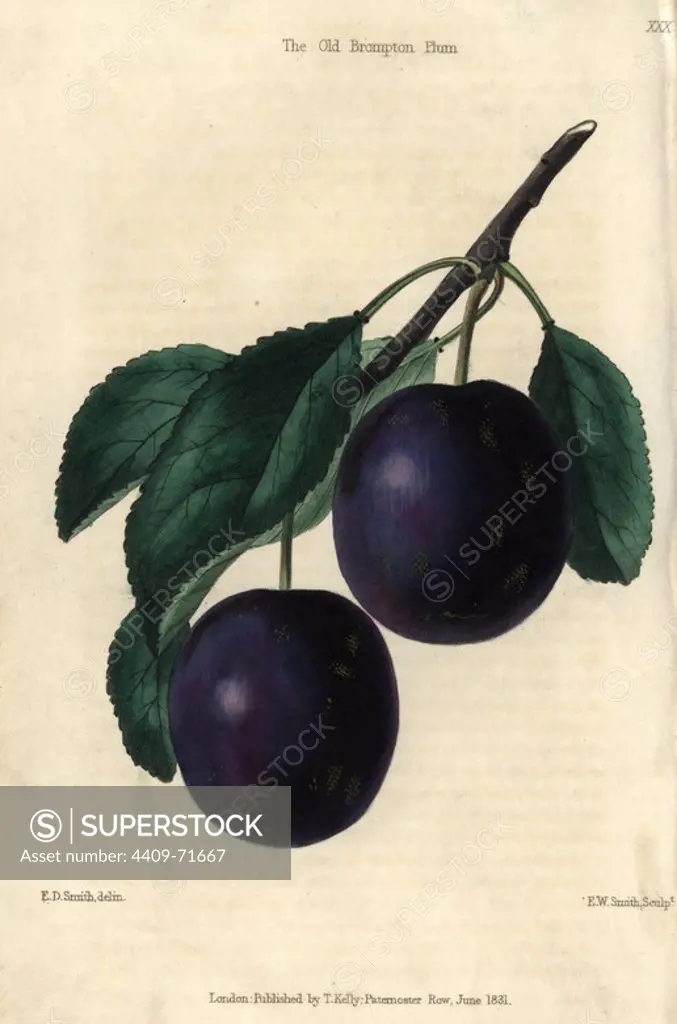 Ripe blue purple Old Brompton Plum, Prunus domestica. Hand-colored illustration by Edwin Dalton Smith engraved by F.W. Smith from Charles McIntosh's "Flora and Pomona" 1829. McIntosh (1794-1864) was a Scottish gardener to European aristocracy and royalty, and author of many book on gardening. E.D. Smith was a botanical artist who drew for Robert Sweet, Benjamin Maund, etc.