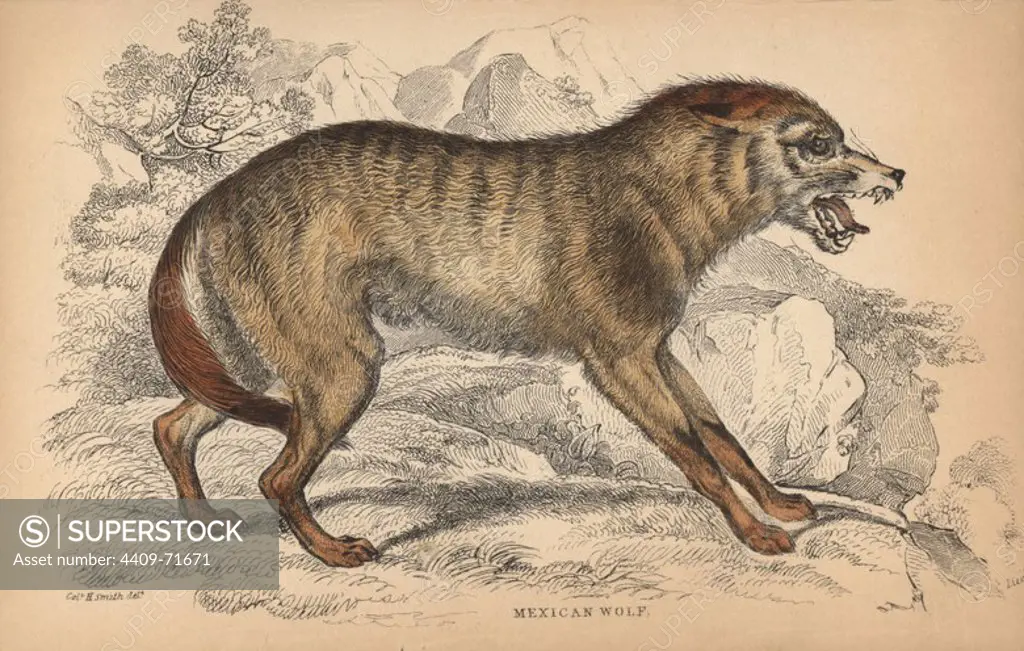 Mexican wolf, Canis lupus baileyi. Handcoloured engraving on steel by William Lizars from a drawing by Colonel Charles Hamilton Smith from Sir William Jardine's "Naturalist's Library: Dogs" published by W. H. Lizars, Edinburgh, 1839.