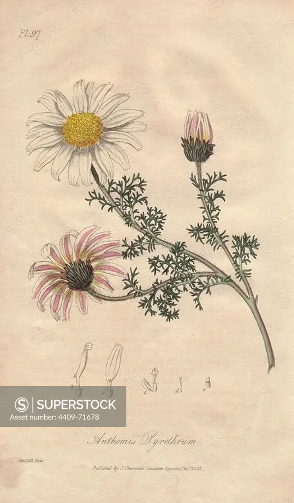 Spanish chamomile or pellitory, Anacyclus pyrethrum. Handcoloured botanical illustration drawn and engraved on steel by William Clark from John Stephenson and James Morss Churchill's "Medical Botany: or Illustrations and descriptions of the medicinal plants of the London, Edinburgh, and Dublin pharmacopias," John Churchill, London, 1831.