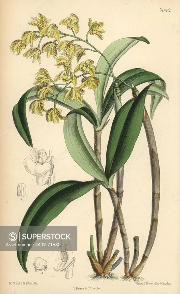 Dendrobium gracilicaule, pale yellow orchid native of eastern Australia. Hand-coloured botanical illustration drawn by Matilda Smith and lithographed by J.N. Fitch from Joseph Dalton Hooker's "Curtis's Botanical Magazine," 1889, L. Reeve & Co. A second-cousin and pupil of Sir Joseph Dalton Hooker, Matilda Smith (1854-1926) was the main artist for the Botanical Magazine from 1887 until 1920 and contributed 2,300 illustrations.