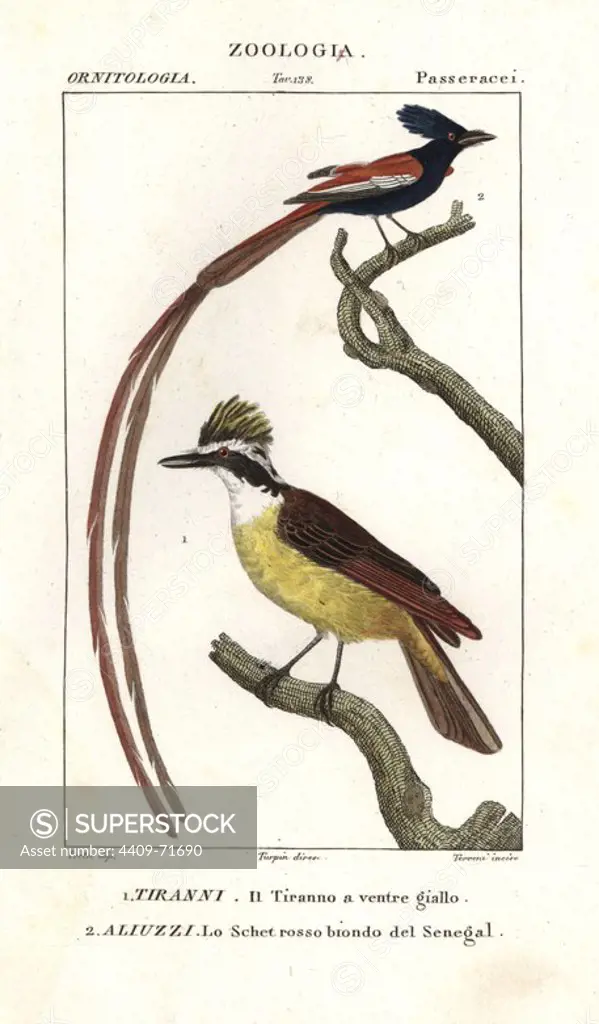 Eastern kingbird, Tyrannus tyrannus, and Asian paradise flycatcher, Terpsiphone paradisi. Handcoloured copperplate stipple engraving from Antoine Jussieu's "Dictionary of Natural Science," Florence, Italy, 1837. Illustration by J. G. Pretre, engraved by Terreni, directed by Pierre Jean-Francois Turpin, and published by Batelli e Figli. Jean Gabriel Pretre (1780~1845) was painter of natural history at Empress Josephine's zoo and later became artist to the Museum of Natural History. Turpin (1775-1840) is considered one of the greatest French botanical illustrators of the 19th century.