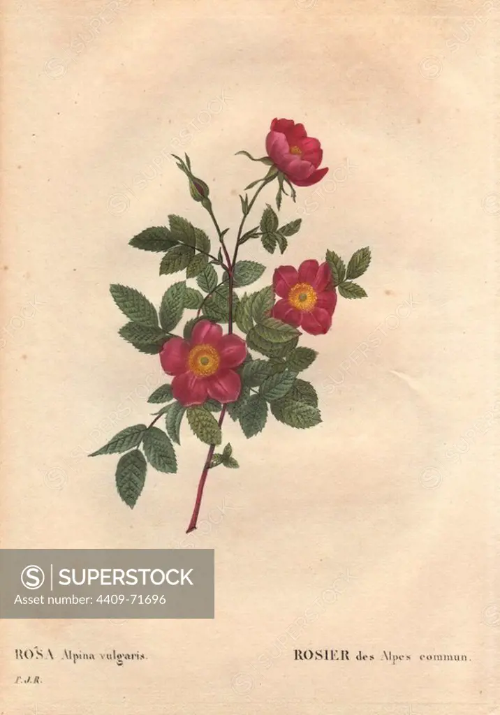 Common alpine rose with crimson flowers (Rosa alpina vulgaris).. Rosier des Alpes commun. European native species common in the Alps, Vosges, the Pyrenees and mountains of Auvergne. Hand-colored, octavo-size stipple copperplate engraving from Pierre Joseph Redoute's "Les Roses" 1828.