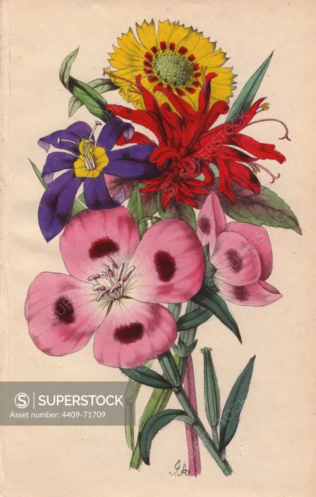 Monarda, Lindley's oenothera, elegant madia and sisyrinchum. Lithograph designed and coloured by James Andrews from Robert Tyas' "Flowers from Foreign Lands," London, 1853, Houlston and Stoneman. Little is known about the artist James Andrews (1801~1876) apart from his work. This gifted artist taught flower-painting to young ladies and published a treatise Lessons in Flower Painting in 1835. Blunt calls him "an illustrator of sentimental flower books," but admits that he was "very talented." His signature JA can be found in many botanical gift books for publisher Robert Tyas from The Sentiment of Flowers (1836) to Flowers from Foreign Lands (1853). He went on to illustrate Mrs. Lee's Trees, Plants and Flowers (1854), Edward Henderson's Illustrated Bouquet (1857~1864), and Rev. Honywood Dombrain's Floral Magazine (1862~1866). He also provided the illustrations for the gardening magazine The Florist, Fruitist and Garden Miscellany, which ran from 1848 to 1857.