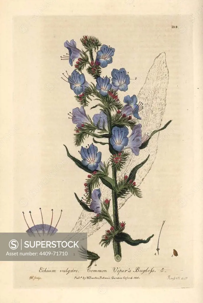 Viper's bugloss, Echium vulgare. Handcoloured copperplate engraving by J. Whessell from a drawing by Isaac Russell from William Baxter's "British Phaenogamous Botany" 1836. Scotsman William Baxter (1788-1871) was the curator of the Oxford Botanic Garden from 1813 to 1854.