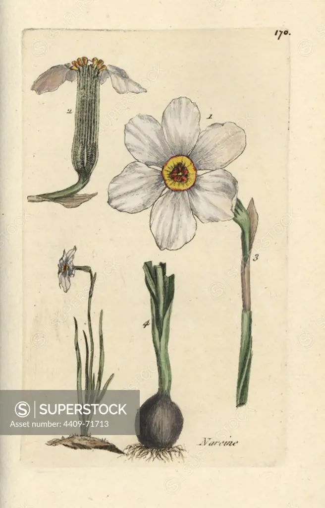 Poet's daffodil, Narcissus poeticus. Handcoloured botanical drawn and engraved by Pierre Bulliard from his own "Flora Parisiensis," 1776, Paris, P. F. Didot. Pierre Bulliard (1752-1793) was a famous French botanist who pioneered the three-colour-plate printing technique. His introduction to the flowers of Paris included 640 plants.