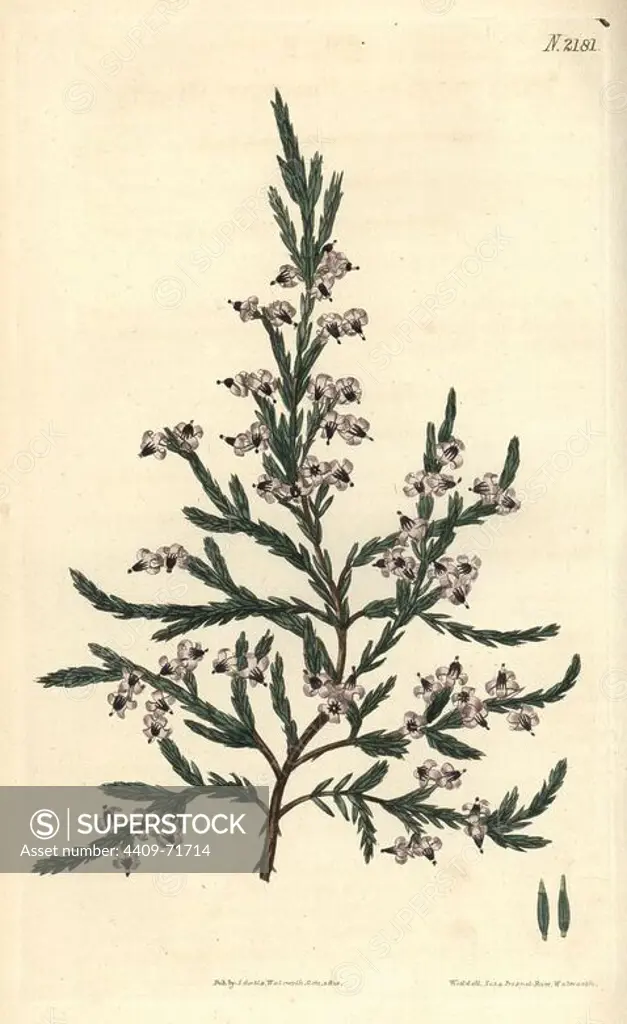 Fragrant heath, Erica fragrans. Handcoloured copperplate engraving drawn by John Curtis and engraved by Weddell from "Curtis's Botanical Magazine"1820, Samuel Curtis, Walworth, London.