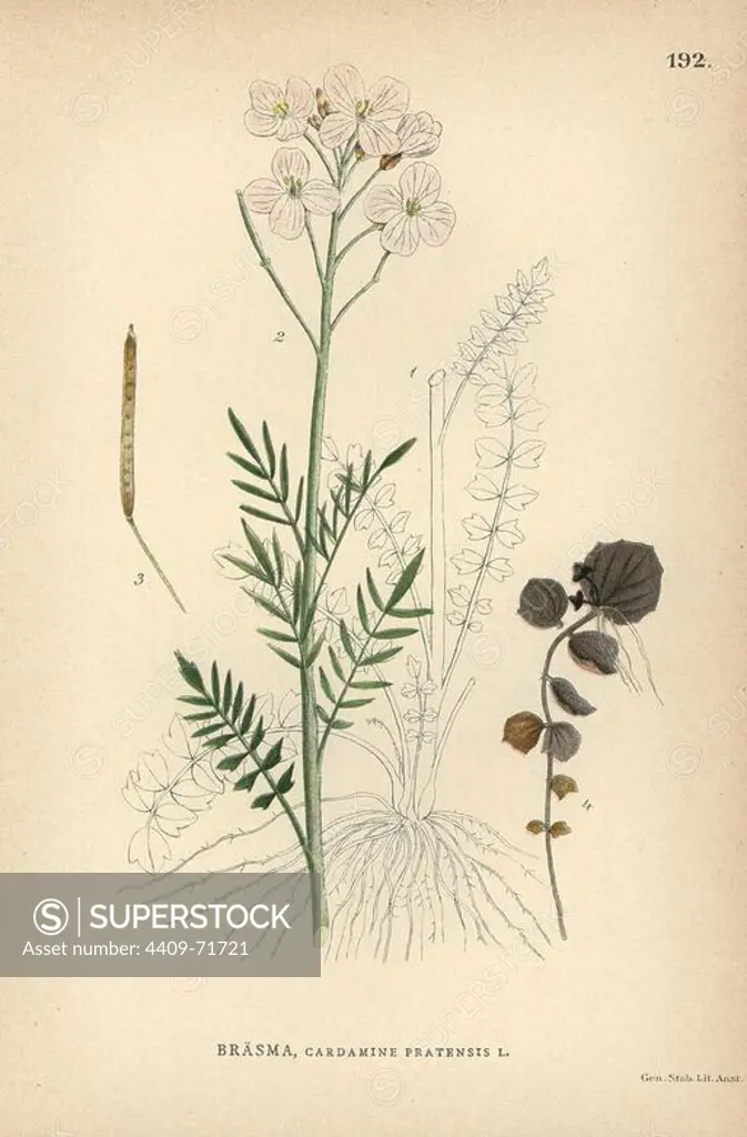 Cuckoo flower or lady's smock, Cardamine pratensis. Chromolithograph from Carl Lindman's "Bilder ur Nordens Flora" (Pictures of Northern Flora), Stockholm, Wahlström & Widstrand, 1905. Lindman (1856-1928) was Professor of Botany at the Swedish Museum of Natural History (Naturhistoriska Riksmuseet). The chromolithographs were based on Johan Wilhelm Palmstruch's "Svensk botanik" (1802-1843).