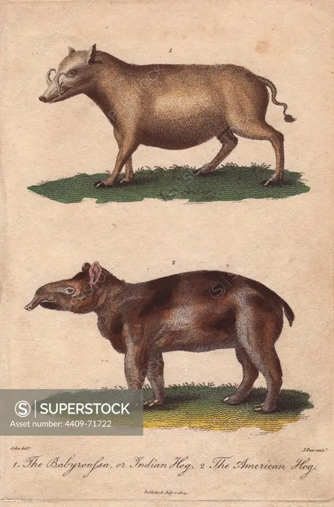 Indian hog or Babyroussa (Babyrousa babyrussa) and American hog . Hand-colored copperplate engraving from a drawing by Albertus Seba from Ebenezer Sibly's "Universal System of Natural History" 1794. The prolific Sibly published his Universal System of Natural History in 1794~1796 in five volumes covering the three natural worlds of fauna, flora and geology. The series included illustrations of mythical beasts such as the sukotyro and the mermaid, and depicted sloths sitting on the ground (instead of hanging from trees) and a domesticated female orang utan wearing a bandana. The engravings were by J. Pass, J. Chapman and Barlow copied from original drawings by famous natural history artists George Edwards, Albertus Seba, Maria Sybilla Merian, and Johann Ihle.