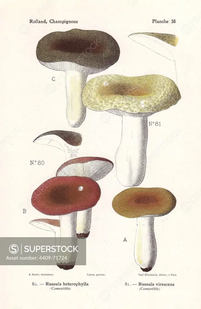 Edible mushrooms: greasy green brittlegill Russula heterophylla, green brittlegill Russula virescens. Chromolithograph drawn by Bessin for Leon Rolland's "Atlas des Champignons" 1911.