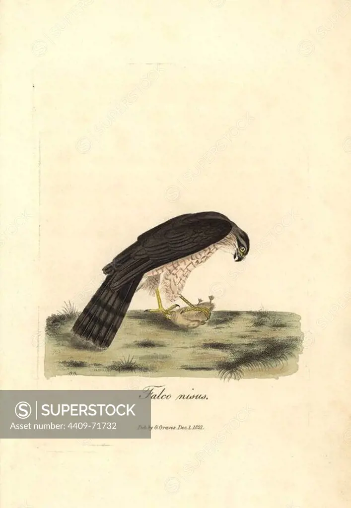 Eurasian sparrowhawk, Accipiter nisus (male). Handcoloured copperplate drawn and engraved by George Graves from his own "British Ornithology," Walworth, 1821. Graves was a bookseller, publisher, artist, engraver and colorist and worked on botanical and ornithological books.
