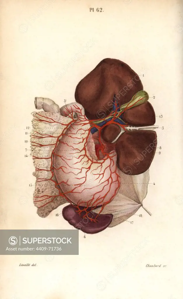 Circulatory system to the stomach, liver, kidney and pancreas. Handcolored steel engraving by Choubard of a drawing by Leveille from Dr. Joseph Nicolas Masse's "Petit Atlas complet d'Anatomie descriptive du Corps Humain," Paris, 1864, published by Mequignon-Marvis. Masse's "Pocket Anatomy of the Human Body" was first published in 1848 and went through many editions.