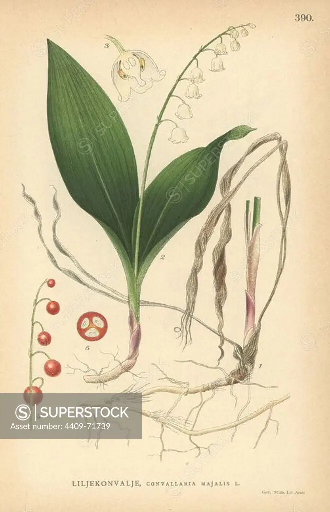 Lily of the valley, Convallaria majalis. Chromolithograph from Carl Lindman's "Bilder ur Nordens Flora" (Pictures of Northern Flora), Stockholm, Wahlstrom & Widstrand, 1905. Lindman (1856-1928) was Professor of Botany at the Swedish Museum of Natural History (Naturhistoriska Riksmuseet). The chromolithographs were based on Johan Wilhelm Palmstruch's "Svensk botanik," 1802-1843.