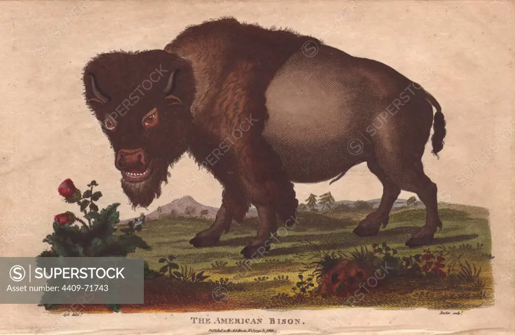 American bison . Bison americanus. Hand-colored copperplate engraving from a drawing by Johann Ihle from Ebenezer Sibly's "Universal System of Natural History" 1794. The prolific Sibly published his Universal System of Natural History in 1794~1796 in five volumes covering the three natural worlds of fauna, flora and geology. The series included illustrations of mythical beasts such as the sukotyro and the mermaid, and depicted sloths sitting on the ground (instead of hanging from trees) and a domesticated female orang utan wearing a bandana. The engravings were by J. Pass, J. Chapman and Barlow copied from original drawings by famous natural history artists George Edwards, Albertus Seba, Maria Sybilla Merian, and Johann Ihle.