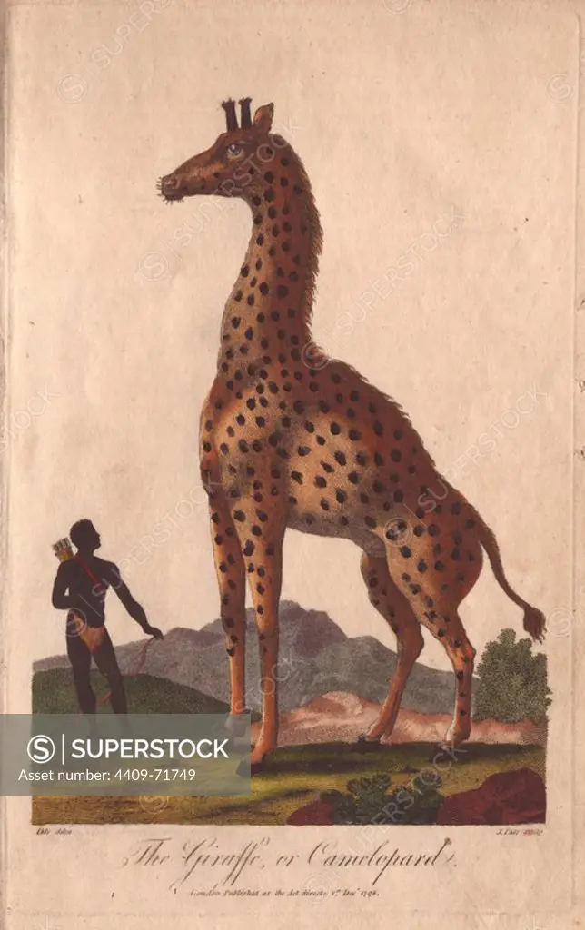 Giraffe or camelopard, towering over a native with bow and arrows. Giraffa camelopardalis. Hand-colored copperplate engraving from a drawing by Johann Ihle from Ebenezer Sibly's "Universal System of Natural History" 1794. The prolific Sibly published his Universal System of Natural History in 1794~1796 in five volumes covering the three natural worlds of fauna, flora and geology. The series included illustrations of mythical beasts such as the sukotyro and the mermaid, and depicted sloths sitting on the ground (instead of hanging from trees) and a domesticated female orang utan wearing a bandana. The engravings were by J. Pass, J. Chapman and Barlow copied from original drawings by famous natural history artists George Edwards, Albertus Seba, Maria Sybilla Merian, and Johann Ihle.
