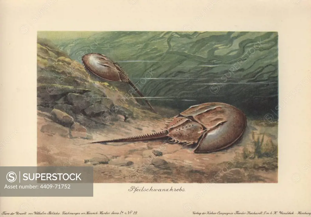 The Atlantic horseshoe crab (Limulus polyphemus) is a marine chelicerate arthropod. Colour printed illustration by Heinrich Harder from "Tiere der Urwelt" Animals of the Prehistoric World, 1916, Hamburg. Heinrich Harder (1858-1935) was a German landscape artist and book illustrator. From a series of prehistoric creature cards published by the Reichardt Cocoa company. Natural historian Wilhelm Bolsche wrote the descriptive text.