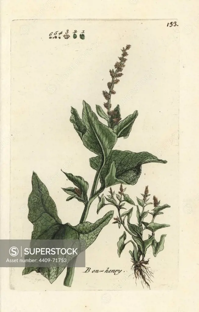 English mercury or Good King Henry, Chenopodium bonus-henricus. Handcoloured botanical drawn and engraved by Pierre Bulliard from his own "Flora Parisiensis," 1776, Paris, P. F. Didot. Pierre Bulliard (1752-1793) was a famous French botanist who pioneered the three-colour-plate printing technique. His introduction to the flowers of Paris included 640 plants.