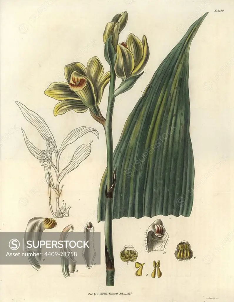 Woodfordian bletia orchid with yellow-green flowers. Phaius flavus (Blume) Lindley (Bletia woodfordii). Illustration by WJ Hooker, engraved by Swan. Handcolored copperplate engraving from William Curtis's "The Botanical Magazine" 1827.. William Jackson Hooker (1785-1865) was an English botanist, writer and artist. He was Regius Professor of Botany at Glasgow University, and editor of Curtis' "Botanical Magazine" from 1827 to 1865. In 1841, he was appointed director of the Royal Botanic Gardens at Kew, and was succeeded by his son Joseph Dalton. Hooker documented the fern and orchid crazes that shook England in the mid-19th century in books such as "Species Filicum" (1846) and "A Century of Orchidaceous Plants" (1849). A gifted botanical artist himself, he wrote and illustrated "Flora Exotica" (1823) and several volumes of the "Botanical Magazine" after 1827.