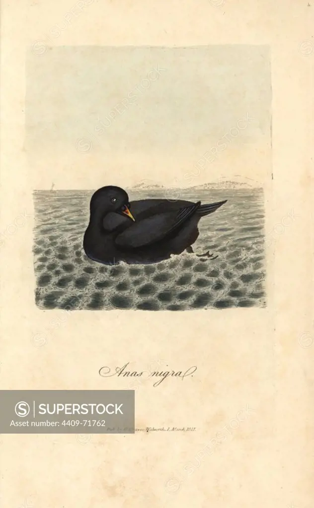 Scoter, black diver, Anas nigra, Melanitta nigra. Handcoloured copperplate engraving by George Graves from "British Ornithology" 1811. Graves was a bookseller, publisher, artist, engraver and colorist and worked on botanical and ornithological books.
