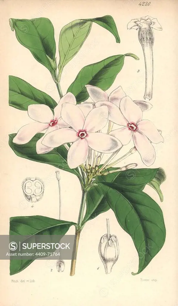 Shrubby kopsia, Kopsia fruticosa. Hand-coloured botanical illustration drawn and lithographed by Walter Hood Fitch for Sir William Jackson Hooker's "Curtis's Botanical Magazine," London, Reeve Brothers, 1846. Fitch (1817~1892) was a tireless Scottish artist who drew over 2,700 lithographs for the "Botanical Magazine" starting from 1834.
