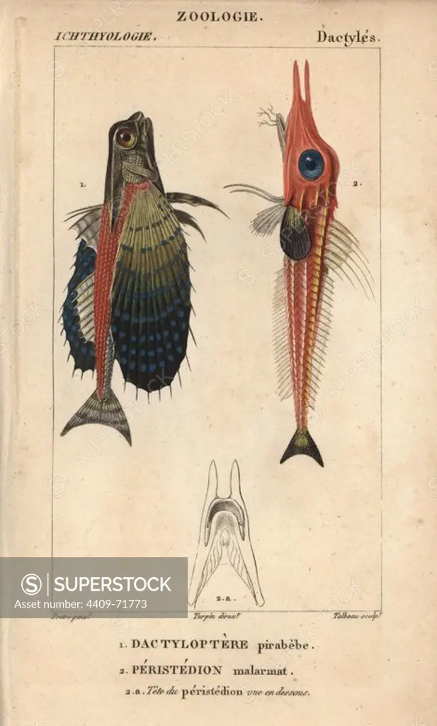 Flying gurnard, Dactylopterus volitans, Dactyloptere pirabebe, and African armoured searobin, Peristedion malarmat, Peristedion cataphractum. Handcoloured copperplate stipple engraving from Jussieu's "Dictionnaire des Sciences Naturelles" 1816-1830. The volumes on fish and reptiles were edited by Hippolyte Cloquet, natural historian and doctor of medicine. Illustration by J.G. Pretre, engraved by Talbeau, directed by Turpin, and published by F. G. Levrault. Jean Gabriel Pretre (1780~1845) was painter of natural history at Empress Josephine's zoo and later became artist to the Museum of Natural History.