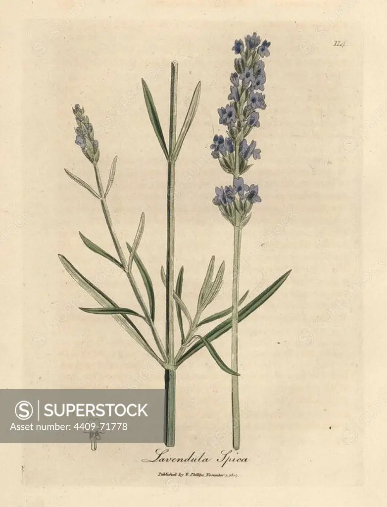 Blue flowered lavender, Lavandula spica. Handcolored copperplate engraving from a botanical illustration by James Sowerby from William Woodville and Sir William Jackson Hooker's "Medical Botany" 1832. The tireless Sowerby (1757-1822) drew over 2,500 plants for Smith's mammoth "English Botany" (1790-1814) and 440 mushrooms for "Coloured Figures of English Fungi " (1797) among many other works.