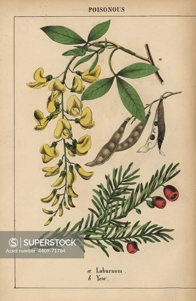 Yellow laburnum tree and yew with red berries.. Chromolithograph from "The Instructive Picturebook, or Lessons from the Vegetable World," Charlotte Mary Yonge, Edinburgh, 1858.