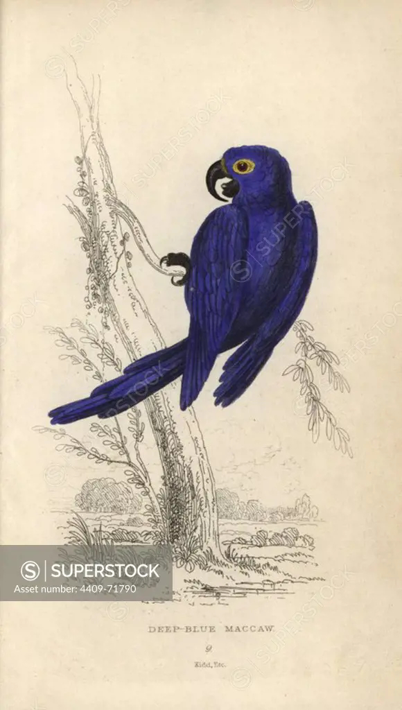 Hyacinth macaw, Anodorhynchus hyacinthinus. Endangered.. Deep blue maccaw, Anodorhynchus maximiliani. Hand-coloured steel engraving by Joseph Kidd, (after John Audubon) from Sir Thomas Dick Lauder and Captain Thomas Brown's "Miscellany of Natural History: Parrots," Edinburgh, 1833. The Miscellany was intended to be a multi-volume series, but was brought to an abrupt halt after only the second volume on cats when John Audubon complained about the unauthorized use of his illustrations.