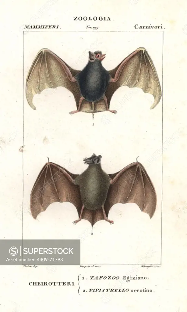 Egyptian tomb bat, Taphozous perforatus, and serotine bat, Eptesicus serotinus. Handcoloured copperplate stipple engraving from Antoine Jussieu's "Dictionary of Natural Science," Florence, Italy, 1837. Illustration by J. G. Pretre, engraved by Stanghi, directed by Pierre Jean-Francois Turpin, and published by Batelli e Figli. Jean Gabriel Pretre (1780~1845) was painter of natural history at Empress Josephine's zoo and later became artist to the Museum of Natural History. Turpin (1775-1840) is considered one of the greatest French botanical illustrators of the 19th century.